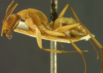 Media type: image; Entomology 21487   Aspect: habitus lateral view